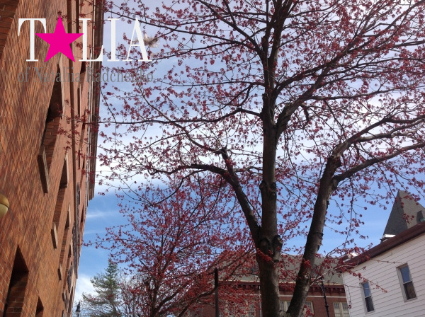 Деревья в цветах ''напоминают'' американцам о приближении Дня матери.